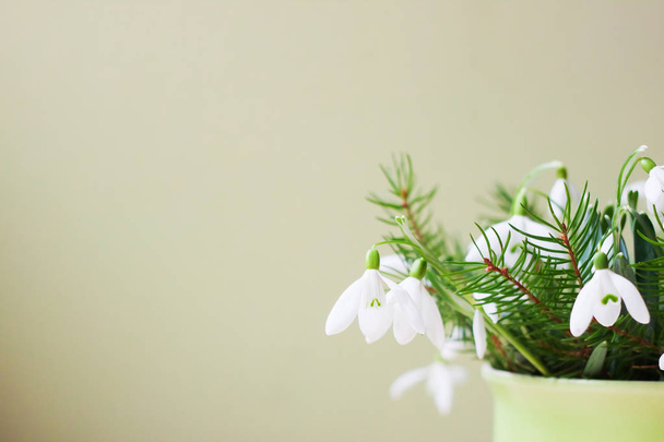 創造的なレイアウトは、明るい緑の背景にスノー ドロップの花で作られて。春の最小限のコンセプト. - 写真・画像
