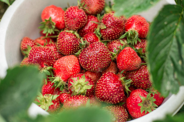Fresh strawberry in bowl in the garden Green grass Outdoor Summer Selective Focus Copy space - Fotó, kép