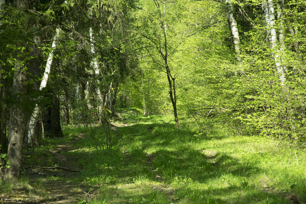 spring panorama of a scenic forest of trees with fresh green leaves and the sun casting its rays of light through the foliage - Valokuva, kuva