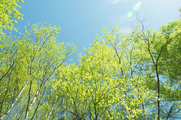 весенняя панорама живописного леса из деревьев со свежими зелеными листьями и солнечными лучами света сквозь листву
 - Фото, изображение
