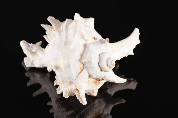 Concha do mar de caracol do mar predatório Chicoreus ramosus isolado no fundo preto, reflexo do espelho
 - Foto, Imagem