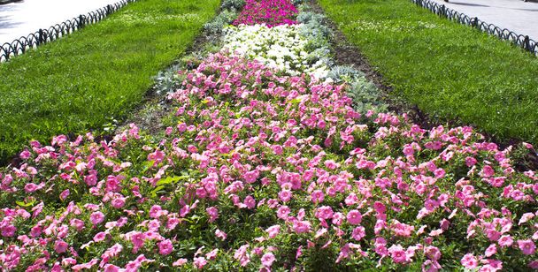 lit de jardin fleurs roses
 - Photo, image