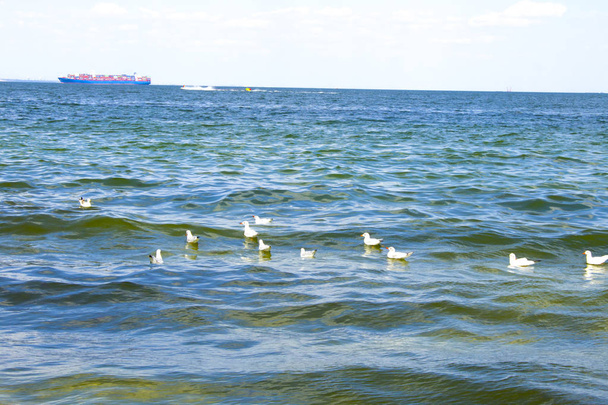 gaviotas nadar agua mar
 - Foto, Imagen
