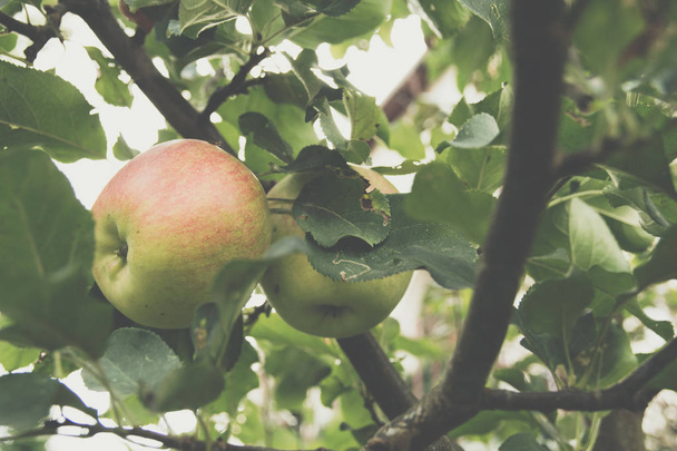 single apple hanging on a tree branch between grean leaves - Foto, Bild