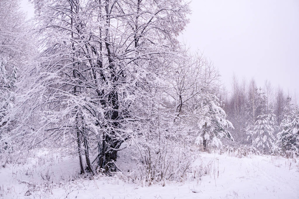 Λυκόφως τοπίο με ένα χιονισμένο δέντρο σε ένα ξέφωτο το χειμώνα - Φωτογραφία, εικόνα