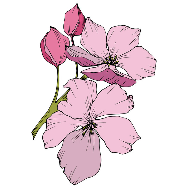 Διάνυσμα. Appe ανθισμένα λουλούδια. Ροζ και πράσινο χαραγμένο μελάνι τέχνης. Εγώ - Διάνυσμα, εικόνα