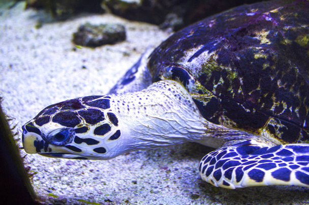 tortuga grande bajo el mar
 - Foto, imagen