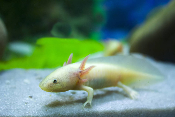 білий акваріум саламандри
 - Фото, зображення