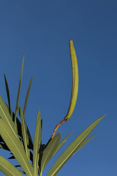 Жесткий красный олеандр с зеленой капсулой семян; на голубом фоне неба
 - Фото, изображение