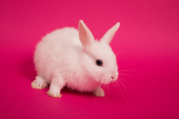 Baby cute rabbit - 写真・画像