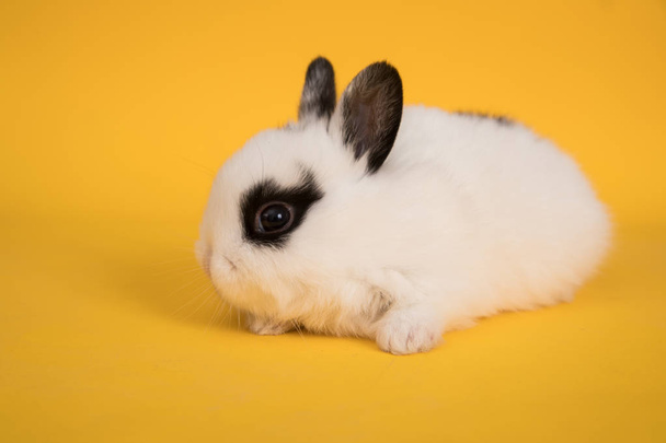 Baby cute rabbit - Фото, изображение