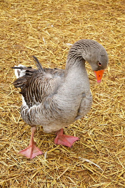 Sagy, France - april 4 2018 : duck in a farm - Photo, Image