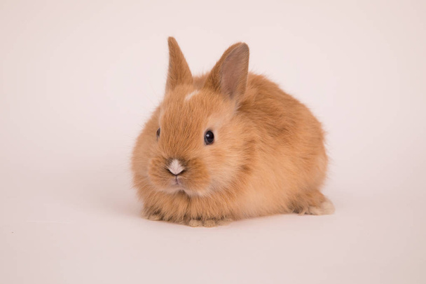 Baby cute rabbit - Фото, изображение