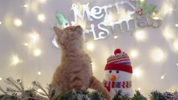 Το χαριτωμένο κόκκινο γατάκι meykun παίζοντας με μπάλες Χριστούγεννα με διακόσμηση Χριστουγέννων με ένα snowman.4k,30fps,2019. - Πλάνα, βίντεο