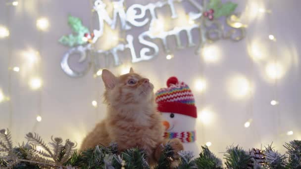Meykun roztomilý červený kotě hraje s vánoční koule s vánoční dekorace s snowman.4k,30fps,2019. - Záběry, video