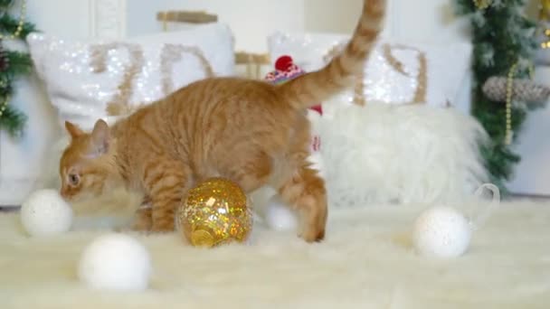 Aranyos vörös cica meykun játszó karácsonyi bálok, a karácsonyi dekoráció-val egy snowman.4k,30fps,2019. - Felvétel, videó