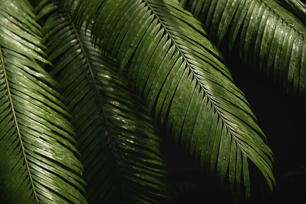 Natural green tropical bright green background of natural palm tree branches, foliage, fresh exotic botanical pattern, jungle texture - Foto, Imagen