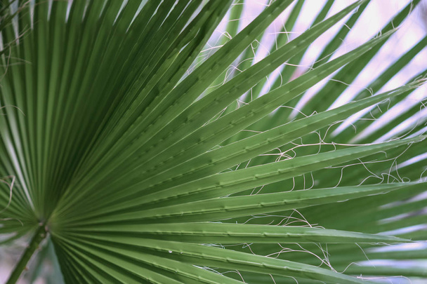 Tropical bright green palm tree branch close-up. Abstract natural texture, exotic geometric green background - Foto, Imagem