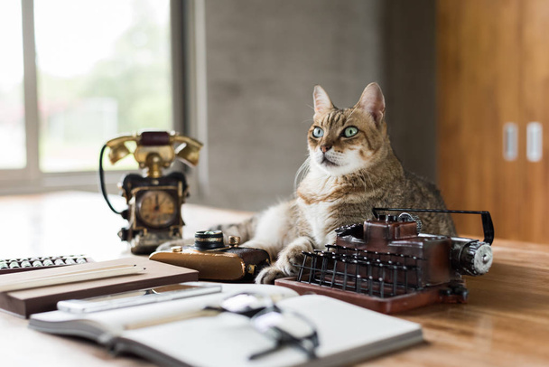 chat rester sur la table quand les gens travaillent à la maison - Photo, image