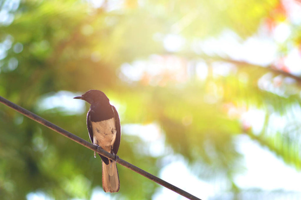 Oriental magpie robin / Magpie bird on wire in summer nature background - Bird on wires - Photo, Image