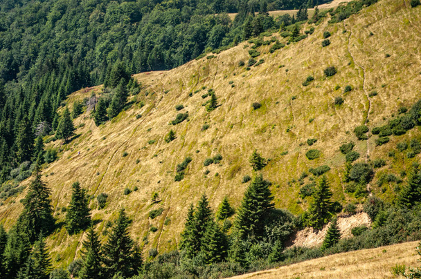 Mountain slope in the Carpathian mountains - Фото, зображення