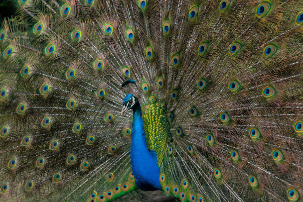 その鮮やかな尾羽を表示する孔雀 - 写真・画像