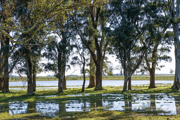 Des pâturages inondés et des eucalyptus en Argentine                      - Photo, image