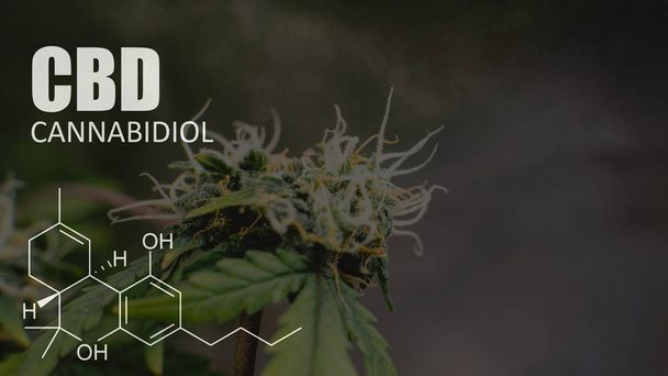 Цвітіння марихуани Bud крупним планом. ТГК КБР елементів в волосків - Фото, зображення