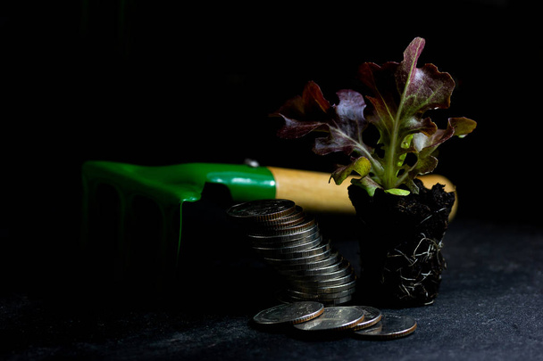 saláta, gyökérzet és érme, kertészeti eszközök elkülönítésére, fehér háttér - Fotó, kép