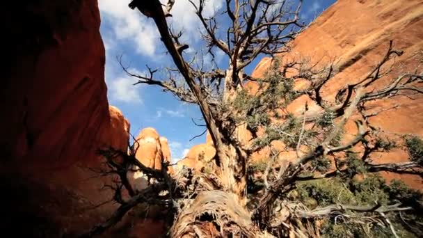 Toter Baum in Sandsteinschlucht - Filmmaterial, Video