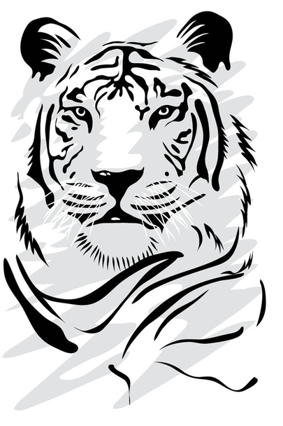 Белый тигр
 - Вектор,изображение