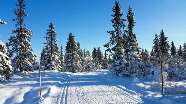冬の風景。地面は雪で覆われて。ヘードマルク県郡ノルウェーの冬のワンダーランド  - 写真・画像
