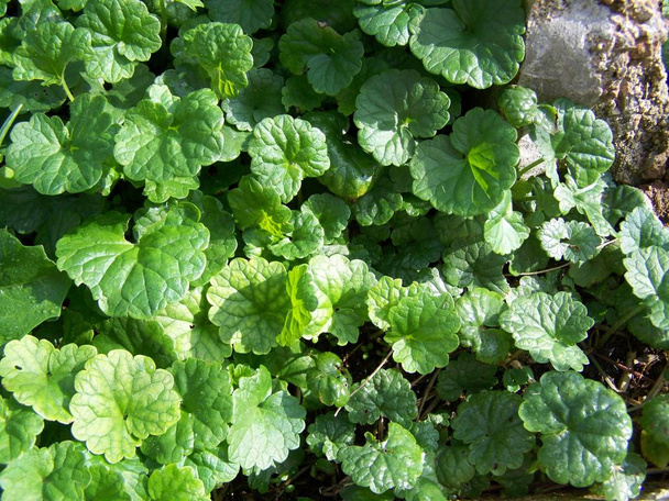 Glechoma hederacea - medicinal herb - - Photo, Image