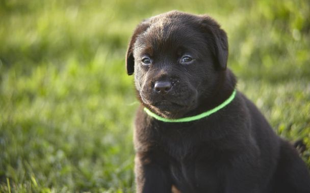 Portrait of a brown Labrador Puppy - Foto, Imagem
