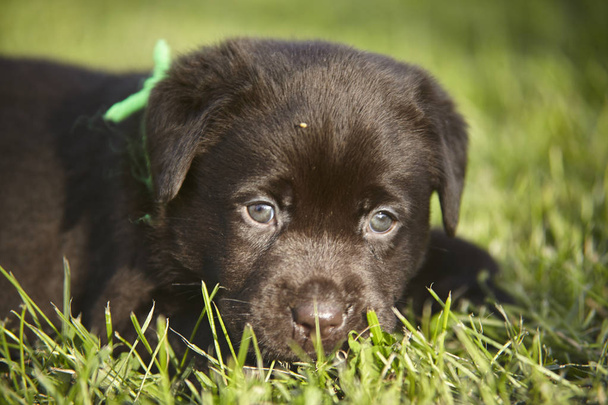 Close up of a labrador puppy - Φωτογραφία, εικόνα