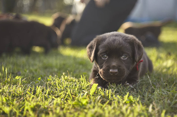 The first moments of play of a labrador puppy - Foto, Bild