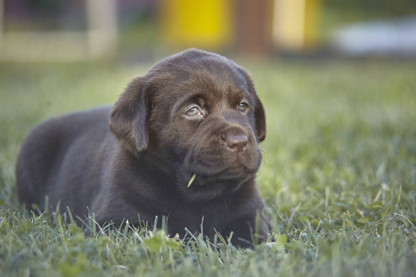 Little Labrador puppy playing in the grass - Foto, imagen