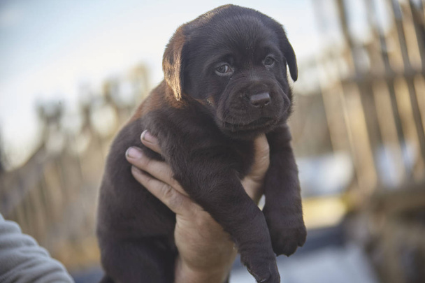 Little brown labrador puppy held in hand - Valokuva, kuva