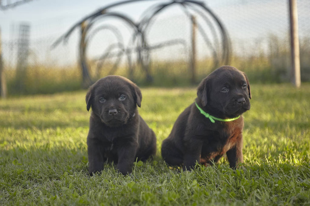 Two little puppyes in the grass - Фото, зображення