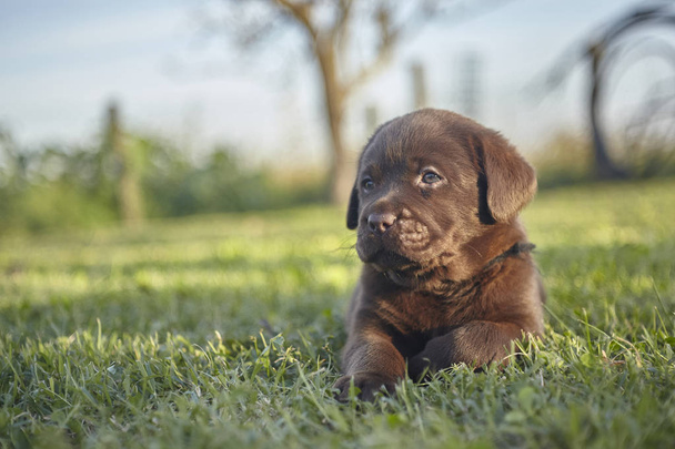 Sweet labrador puppy  #5 - Valokuva, kuva