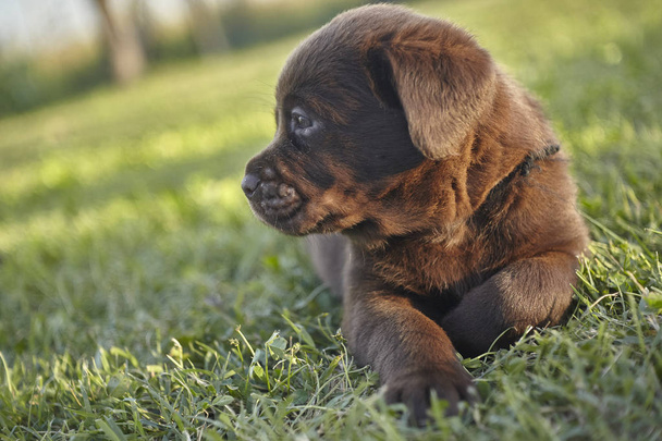 Sweet labrador puppy  #6 - Φωτογραφία, εικόνα