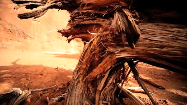 petrifikace uschlého stromu v pouštní krajině - Záběry, video