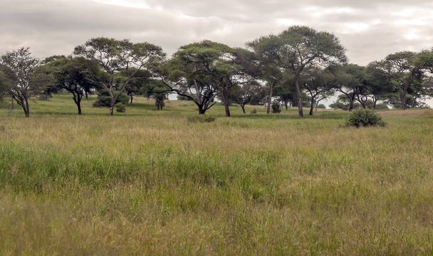 Acacias στην Κένυα σε μια συννεφιασμένη ημέρα - Φωτογραφία, εικόνα