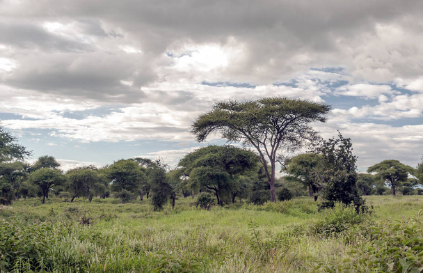 Acacias in Kenya on a cloudy day - Photo, Image