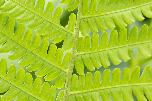 Green fern leaves close up with natural light in the forest - Fotografie, Obrázek