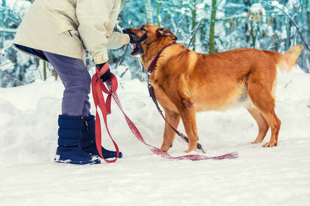 A woman holds the dog on a leash in winter in snow - Photo, Image