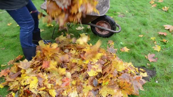 nő munkás kéz terhelés barrow kosár őszi levél kert hordoz - Felvétel, videó