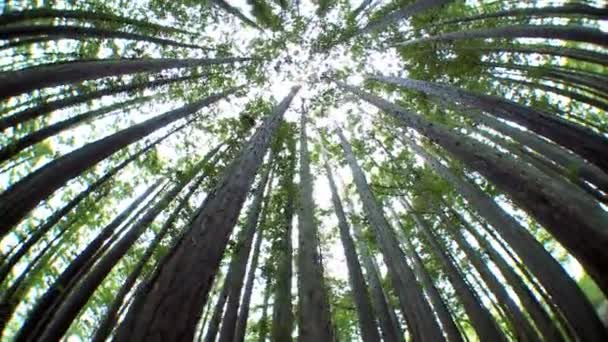 Canopée des arbres Vue Basse-Angle
 - Séquence, vidéo