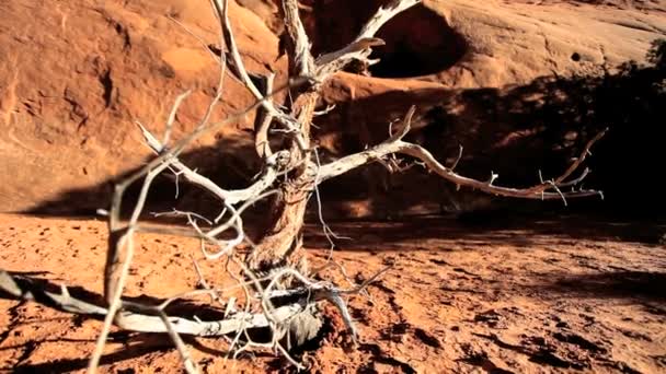 Skeletaalisen puun oksat pölyisessä maassa
 - Materiaali, video