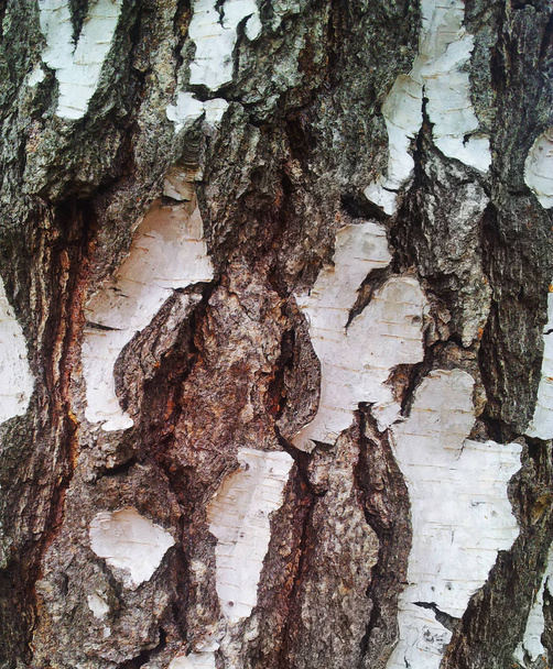 Birch casca textura fundo
 - Foto, Imagem